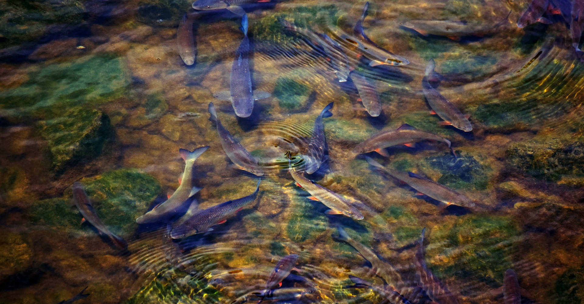 Navarathna-matsya-sevana-kendram