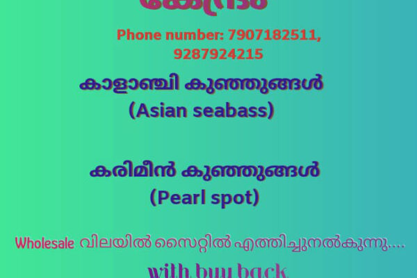 കാളാഞ്ചി കുഞ്ഞുങ്ങൾ വില്പനക്ക്