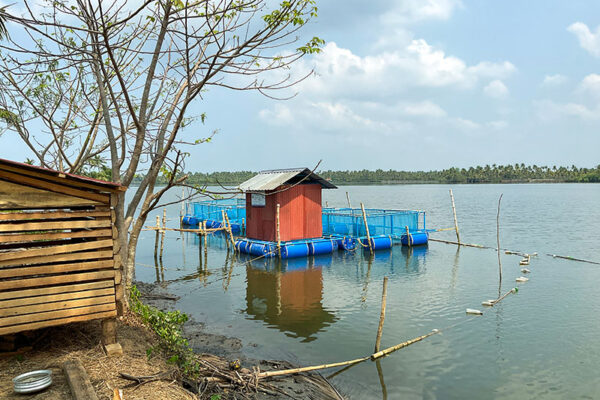 Navaratna Matsya Sevana Kendram Integrated Fish Farmin KG Fish Seed Rearing Unit