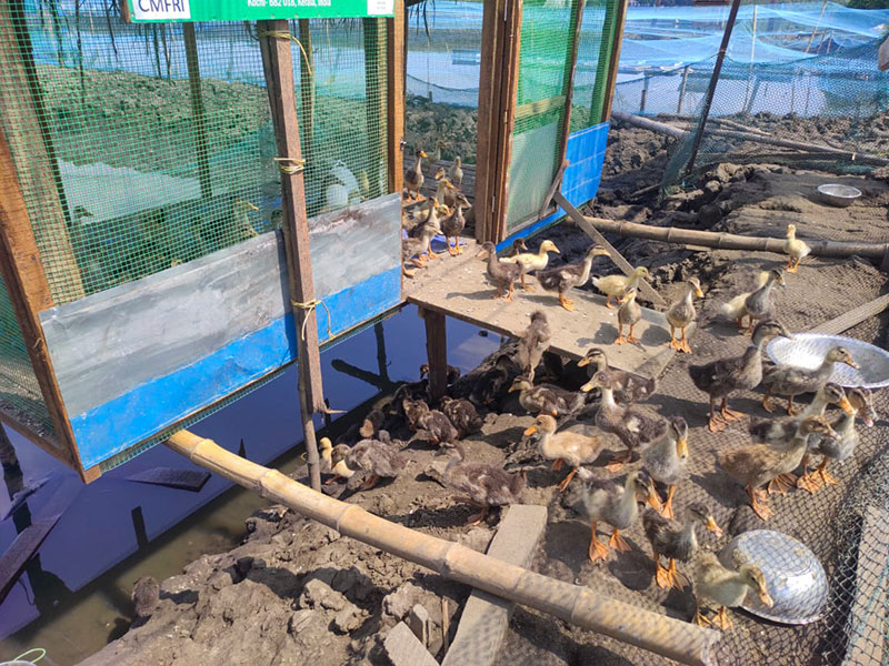 Navaratna Matsya Sevana Kendram Integrated Fish Farmin Fish Seed Rearing Unit