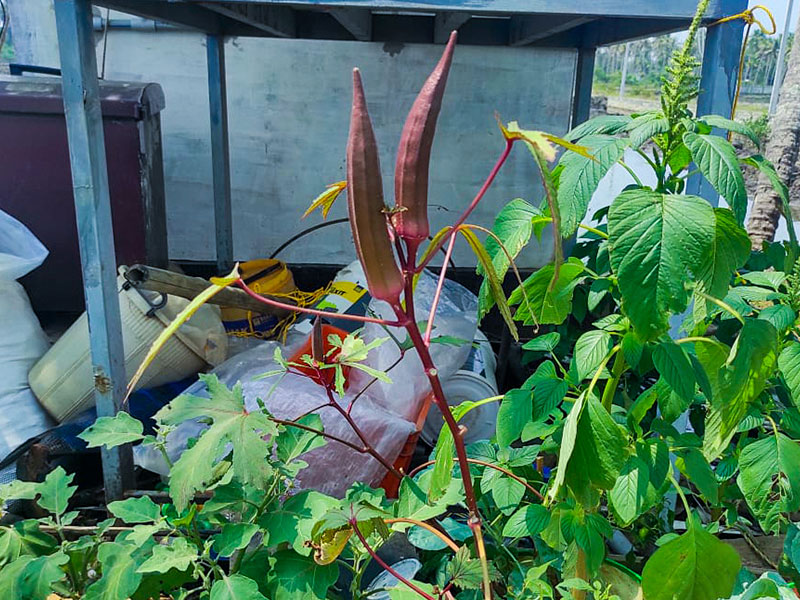 Navaratna Matsya Sevana Kendram Integrated Fish Farmin Fish Seed Rearing Unit