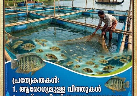 കൂട് കൃഷിക്ക് ഏറ്റവും അനുയോജ്യമായ ആരോഗ്യമുള്ള കരിമീൻ കുഞ്ഞുങ്ങളെ തേടുകയാണോ? കൃത്യമായ പരിപാലനത്തിലൂടെ വളർത്തിയെടുത്ത മികച്ചയിനം മീൻവിത്തുകൾ ഇപ്പോൾ ഞങ്ങളുടെ പക്കൽ ലഭ്യമാണ്.