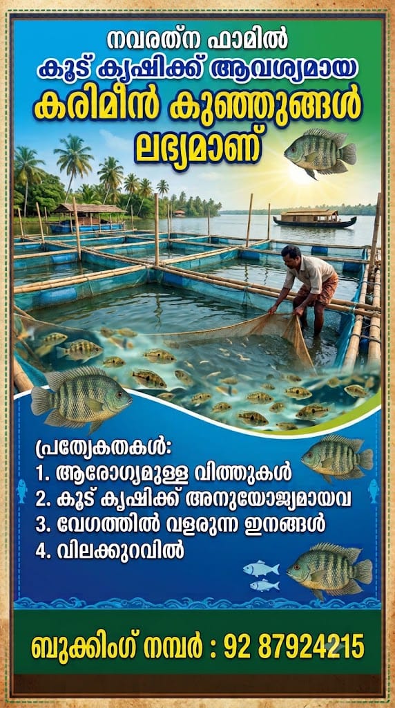 കൂട് കൃഷിക്ക് ഏറ്റവും അനുയോജ്യമായ ആരോഗ്യമുള്ള കരിമീൻ കുഞ്ഞുങ്ങളെ തേടുകയാണോ? കൃത്യമായ പരിപാലനത്തിലൂടെ വളർത്തിയെടുത്ത മികച്ചയിനം മീൻവിത്തുകൾ ഇപ്പോൾ ഞങ്ങളുടെ പക്കൽ ലഭ്യമാണ്.